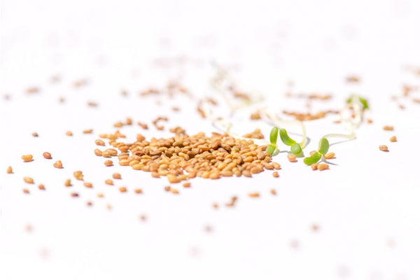 Alfalfa seeds for sprouting, organic 250g